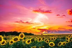 Texas Sunset over a field of sunflowers. 