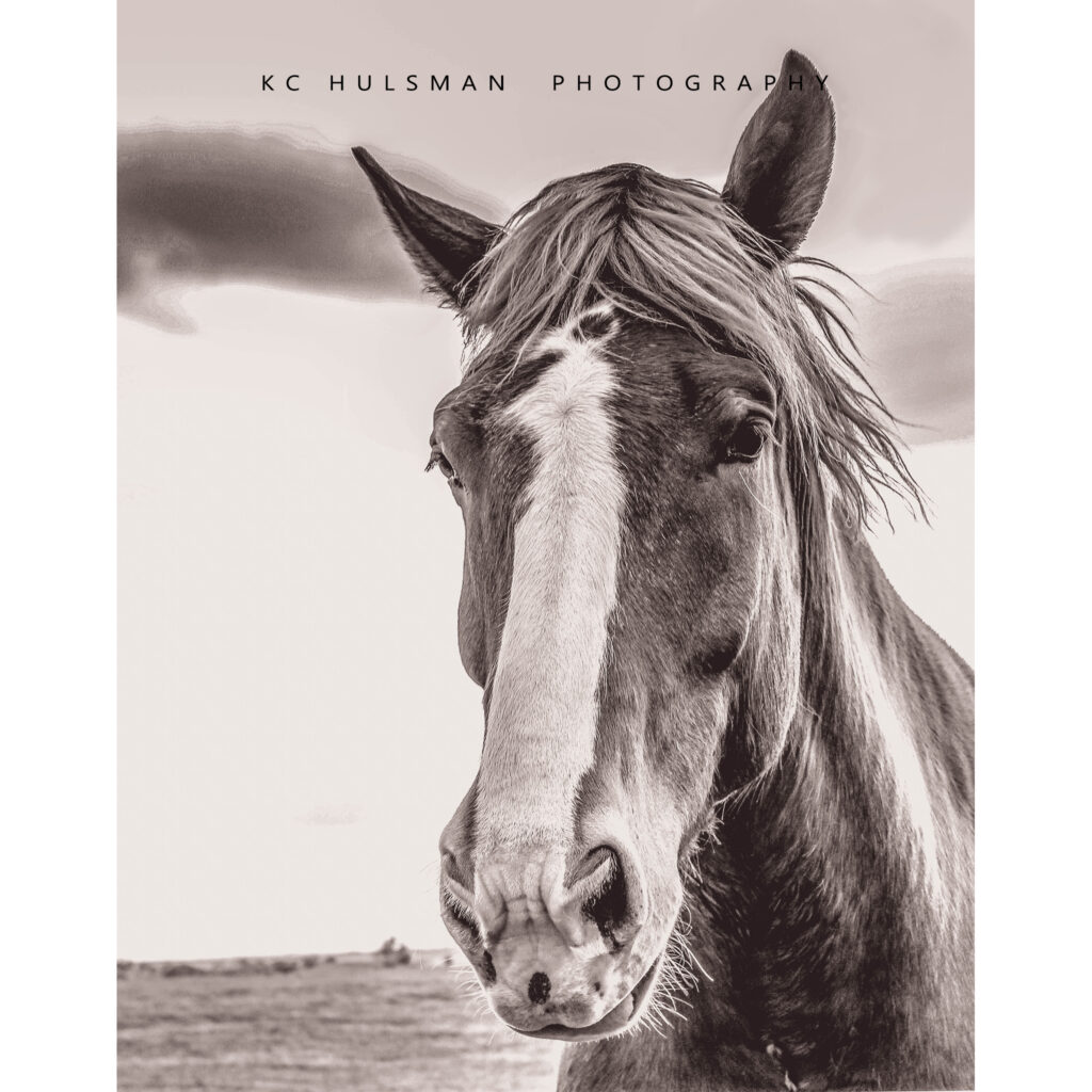 "Hay!"

Photo by KC Hulsman

This shot of a friendly Belgian Draft Horse, is part of my 'Don't Herd Me' series that prompted Main ST. Fort Worth Arts Festival (one of the top 3 juried art festivals in all the U.S.) to name me an Emerging Artist in 2018. 