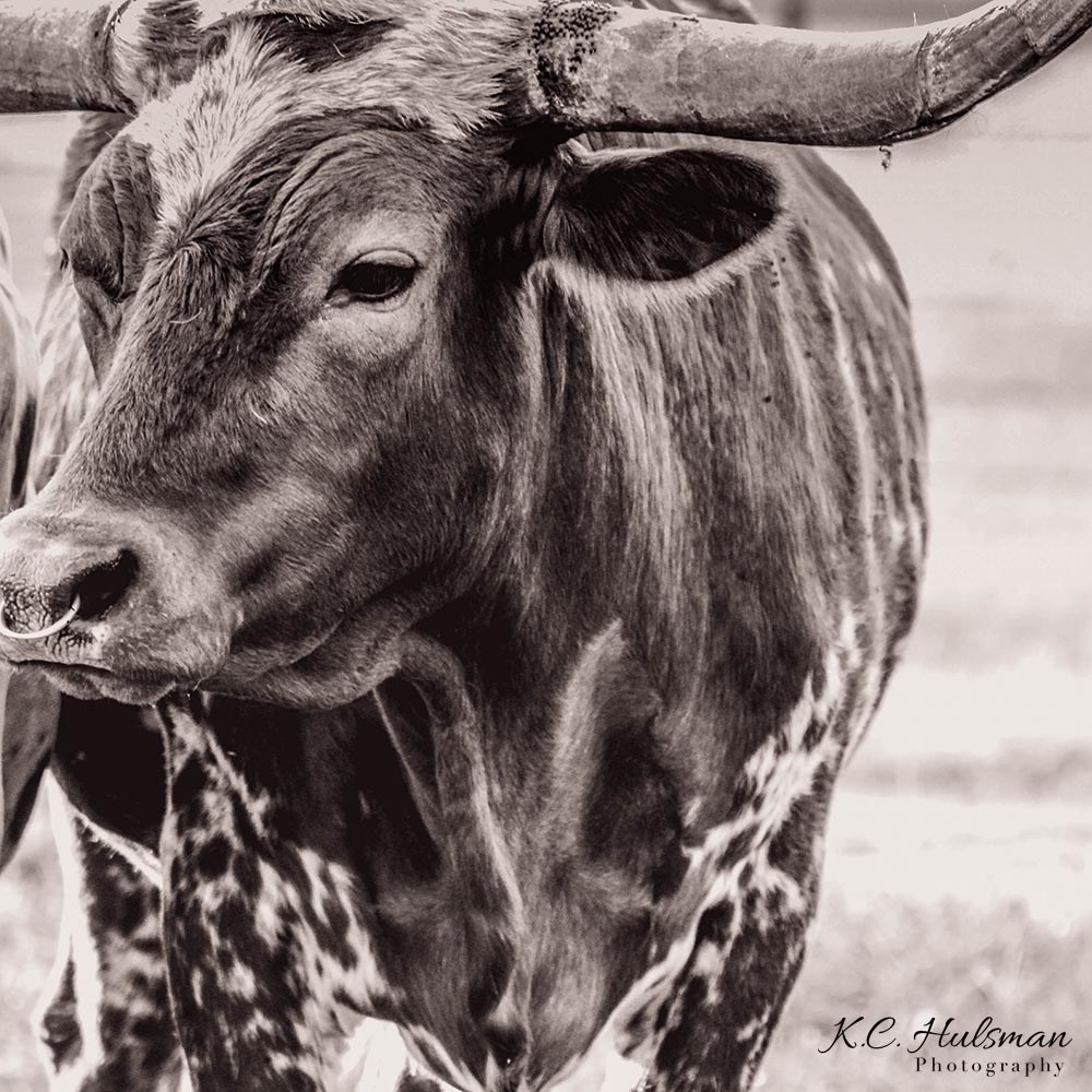 "Texas Longhorn II" photograph by KC Hulsman