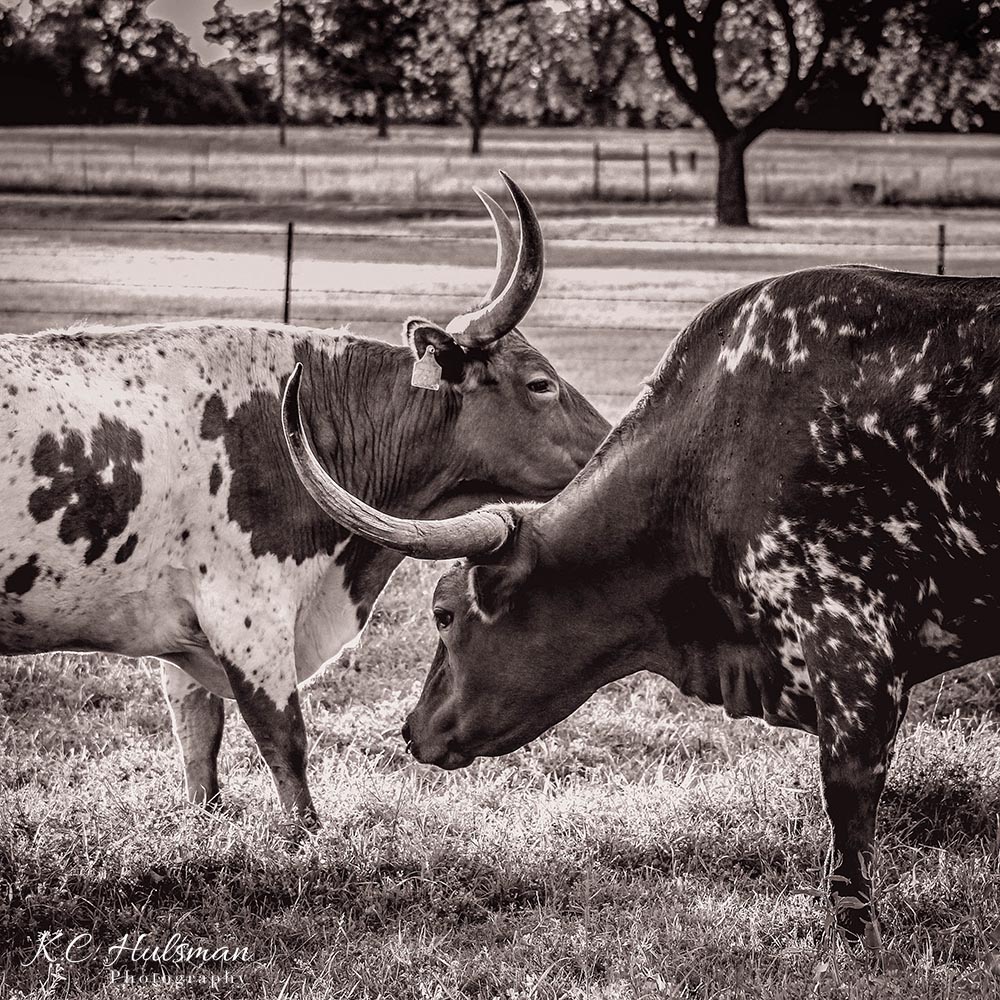 "Texas Longhorn III" photograph by KC Hulsman